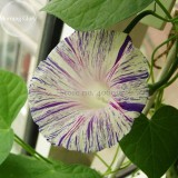 Phoebe Pharbitis Morning Glory Climbing Flowers, 20 seeds, white flowers with blue stripe E3951