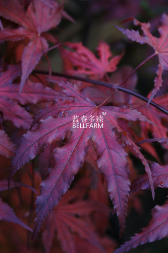 BELLFARM Purple Ghost Japanese Maple Ornamental Tree Seeds, 20 seeds, professional pack, nice home garden plants
