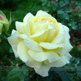 Large Light Rose Flower Seeds, Professional Pack, 50 Seeds / Pack, Light Fragrant Rose #LG00033
