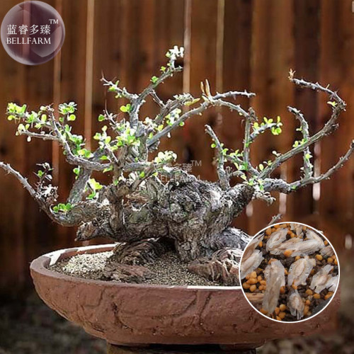 BELLFARM Fouquieria diguetii Succulent Shrubs Seeds, 5 seeds, professional pack, blooms repeatedly adam's tree