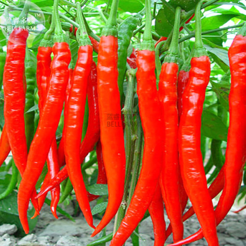 BELLFARM Red Long Chili Hot Pepper Hybrid Seeds, 100 seeds, up to 33cm long, high yield for greenhouse open land premium seeds