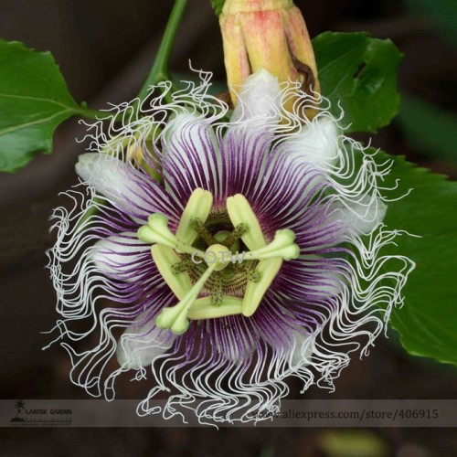Passion Flower Purple Granadilla Passiflora Edulis Seeds, Professional Pack, 10 Seeds / Pack, Beautiful Garden Flowers E3329