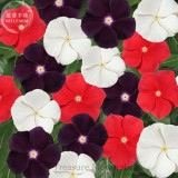 Jams 'N Jellies American Pie Mixture Vinca, 10 Seeds, mixed white red purple catharanthus roseus TS279T