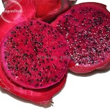 Organic Dwarf Pitaya Dragon Fruit Mixed Yellow Red White Colors, 100 seeds, tasty organic exotic juicy fruits E3907
