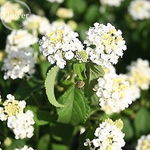 Mixed Colorful Lantana Camara Perennial Plants, 10 Seeds, Garden White Yellow Pink Orange Flowers E3803