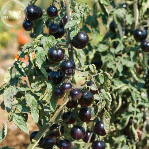 BELLFARM Imported Tomato 'Indigo Rose' Organic Fruit Seeds, only 10 seeds, 100% real unique dark vegetables high in anthocyanins