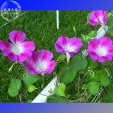 Split Personality Ipomoea Purpurea Morning Glory, 50 seeds E4001