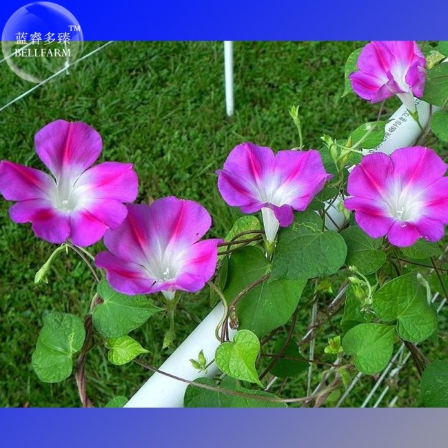 Split Personality Ipomoea Purpurea Morning Glory, 50 seeds E4001