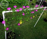 Pink Shibori Hige Ipomoea Purpurea Morning Glory, 50 seeds E4002