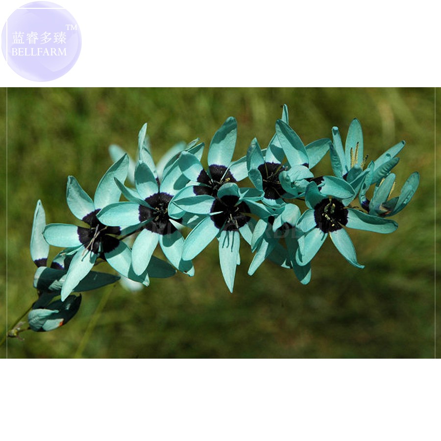 US$ 3.57 - Ixia Viridiflora Seeds, only 1 seed, dazzling turquoise