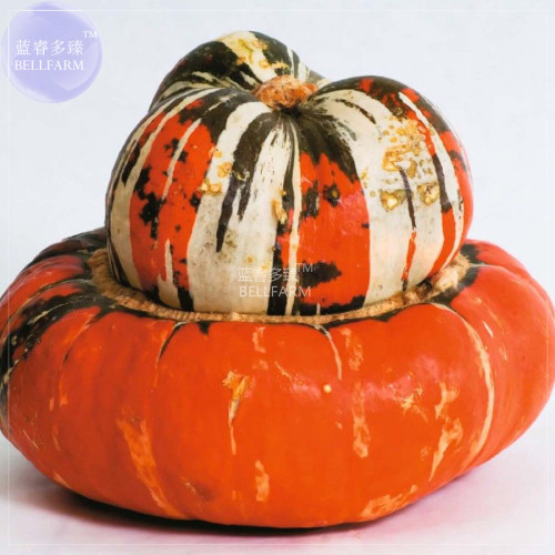 BELLFARM Turban Squash Turks Cap Vegetable Seeds, 10 seeds, professional pack, winter squash organic garden vegetables