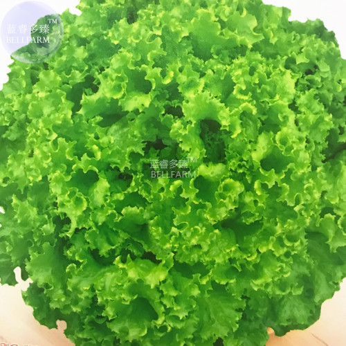 BELLFARM Lettuce Fast Growing Vegetable Organic Seeds, 5 packs, 200 seeds/pack, romaine lettuce tasty for salad