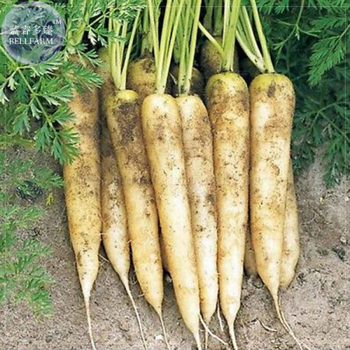 BELLFARM Carrot  White Lunar Carrot Seeds, 15 Seeds, Original Pack, organic heirloom vegetable Seeds BD073H