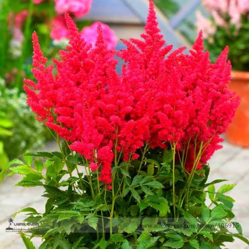 Fireberry False Spiraea Red Astilbe Perennial Flower Seeds, Professional Pack, 100 Seeds / Pack, Cold Hardy, Heat Tolerant E3303