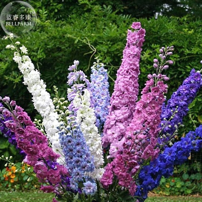 BELLFARM Different Types of Delphinium Perennial Flowers, 100 Seeds, big blooms beautiful home garden flower plant TS273T