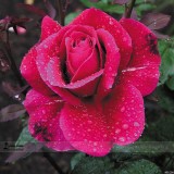 Large Feral Red Rose Flower Seeds, Professional Pack, 50 Seeds / Pack, Rare Uncultivated Fragrant Rose #LG00032