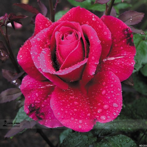 Large Feral Red Rose Flower Seeds, Professional Pack, 50 Seeds / Pack, Rare Uncultivated Fragrant Rose #LG00032