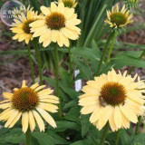 BELLFARM Sandy Yellow Echinacea Purpurea Coneflower Seeds, 200 seed, professional pack, perennial home garden fragrant flowers