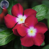 BELLFARM Red Periwinkle Catharanthus roseus Perennial Herb Flowers Seeds, 20 Seeds, original pack, full seasons blooms A294