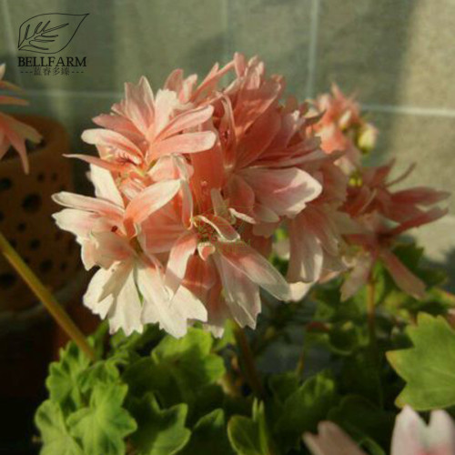 BELLFARM Geranium White Light Orange Thin Long Ornamental Bonsai Flowers 'Seeds' 10pcs Heirloom Garden Perennial Flowers
