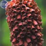 BELLFARM Foxglove Mixed Yellow White Pink Chocolate Mixed Perennial Flower Seeds, 200 seeds, digitalis parviflora garden flowers