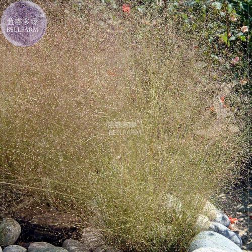 BELLFARM Cloud Grass Agrostis nebulosa Ornamental Plant Seeds, 50 seeds, original pack, annual hebrs fragrant flower seeds A289