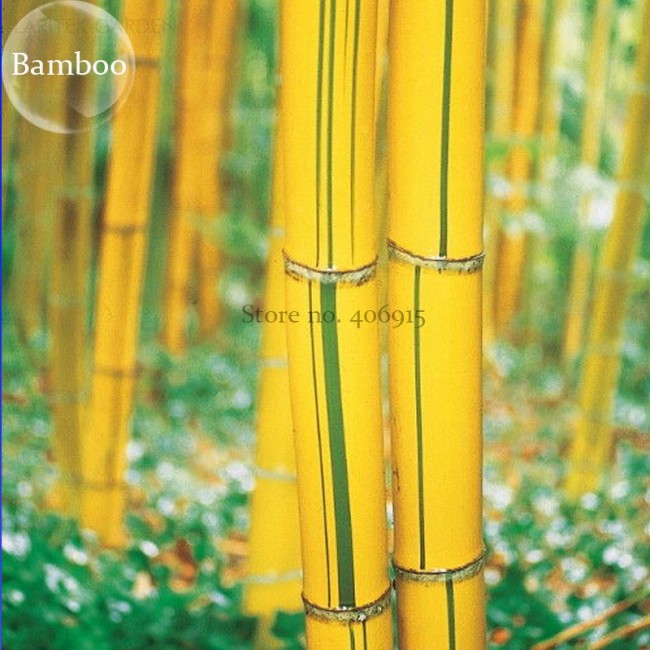 Phyllostachys Viridis 'Sulfurea' Yellwo Green Striped Bamboo, 30 seeds. ornamental garden plants E3827