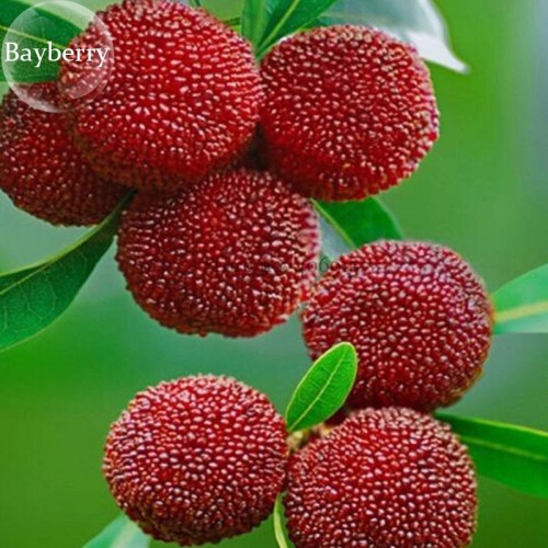 Red Sweet Waxberry, 5 Seeds, myrica rubra fruit high germination E3779