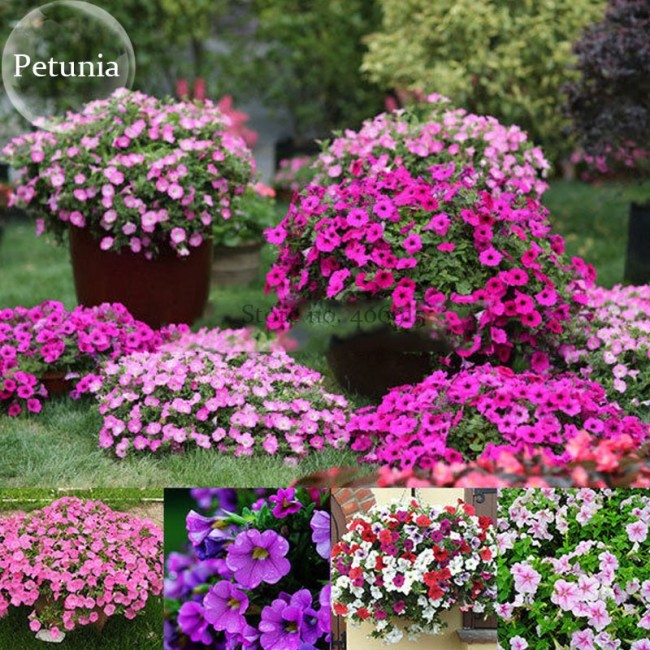 Mixed 8 Types of Garden Bonsai Trailing Petunia Flower Dwaft Calibrachoa, 100 seeds, light up your garden E3791