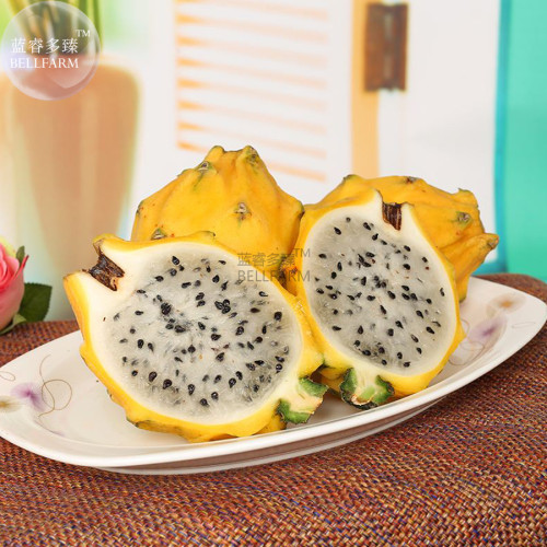 BELLFARM Rare Large Yellow Dragon Fruit  Pitaya Organic Seeds, Professional Pack, 30 Seeds / Pack, Sweet Tasty Fruits E3267