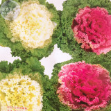 BELLFARM Brassica oleracea var acephala Mixed White Dark Red Collard Kale Seeds, 5 packs, 25 seeds/pack, ornamental feed cabbage