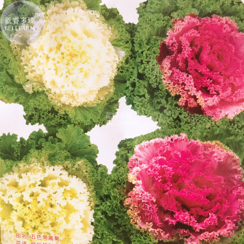 BELLFARM Brassica oleracea var acephala Mixed White Dark Red Collard Kale Seeds, 5 packs, 25 seeds/pack, ornamental feed cabbage