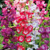 BELLFARM Penstemon Beardtongues Semi-evergreen Perennials Flower Seeds, 100 seeds, professional pack, beautiful garden plants
