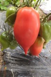 Rare Korean Long Tomato Seeds, Professional Pack, 300 Seeds / Pack, Heirloom Organic Vegetables Seed #LG00012