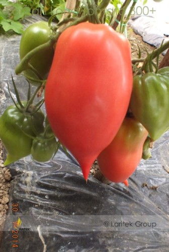 Rare Korean Long Tomato Seeds, Professional Pack, 300 Seeds / Pack, Heirloom Organic Vegetables Seed #LG00012