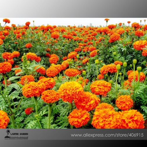 Mixed Chrysanthemum Seeds Perennial Flowering Rose Pink Orange Yellow Red Marigold Seeds Long Lasting Blooming Flowers 100 Seeds