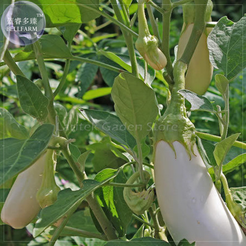 Asian White Eggplant Seeds, 100 Seeds, Professional Pack, big organic vegetables E4082