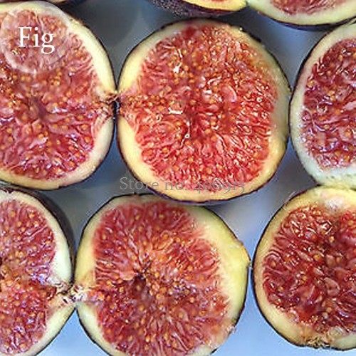 Fracazano Bianco Black Fig Tree, 6 seeds, organic fruits E3915
