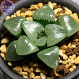 BELLFARM Haworthia Emelyae Mixed Imported Seeds, 50 seeds, professional pack, lovely bonsai succulent plants BD104H