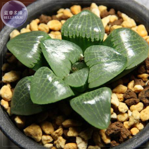 BELLFARM Haworthia Emelyae Mixed Imported Seeds, 50 seeds, professional pack, lovely bonsai succulent plants BD104H