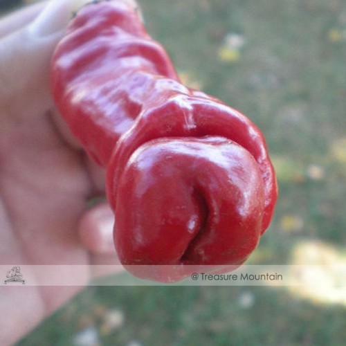 1 Professional Pack, Approx 30 seeds / pack, Peter Pepper Hot Sexy Chili Garden Heirloom True Seeds #NF519