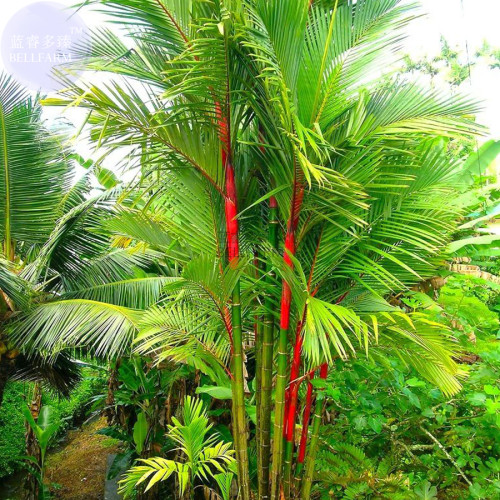 BELLFARM Lipstick Palm Cyrtostachys Renda Tree, 10 seeds, red sealing wax palm E3831
