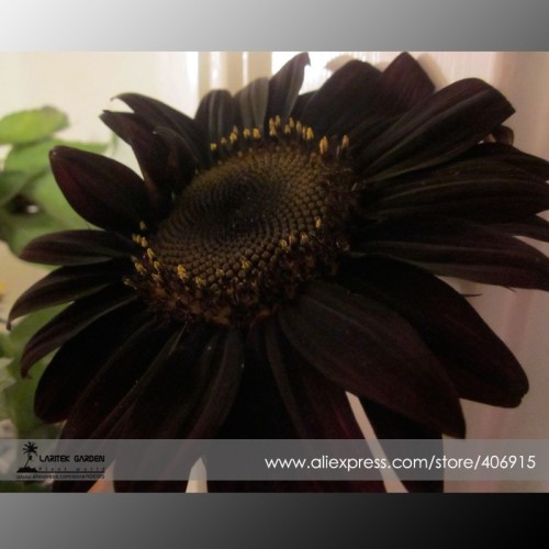 100% True Black Ornamental Sunflower Seeds, Professional Pack, 20 Seeds / Pack, Very Interesting Attracting Bees Butterflies