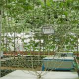 Very Sweet Big Round Red Watermelon Tree F2 Seeds, Professional Pack, 20 Seeds / Pack, 13% Sugar Juicy Edible Fruit E3013