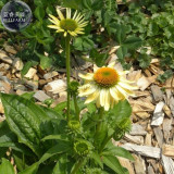 BELLFARM Sandy Yellow Echinacea Purpurea Coneflower Seeds, 200 seed, professional pack, perennial home garden fragrant flowers