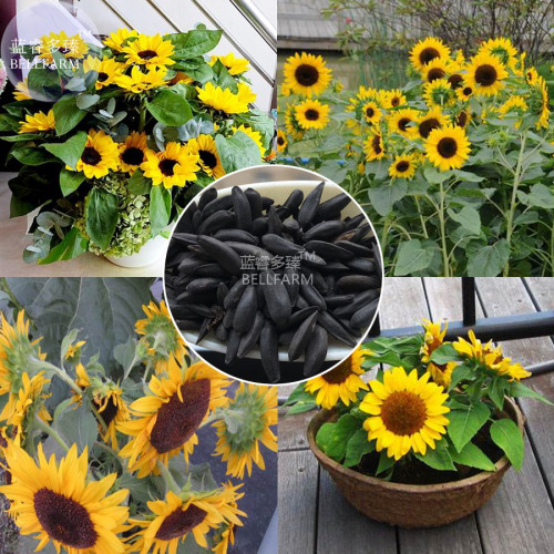 BELLFARM Short-stemed Bonsai Sunflowers many headed flowers seeds, 15 seeds, 38cm tall ornamental all seasons planting flowers