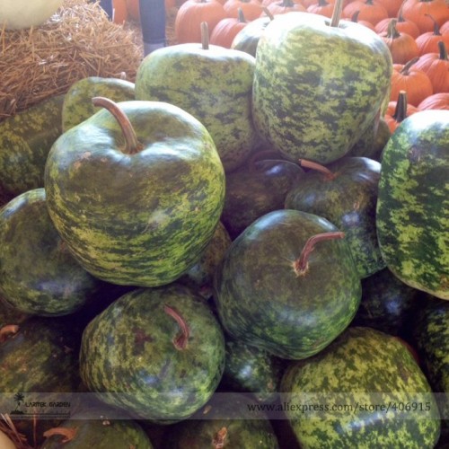 Heirloom Large Apple Gourd Lagenaria Siceraria Seeds, Professional Pack, 10 Seeds / Pack, DIY Plants E3327
