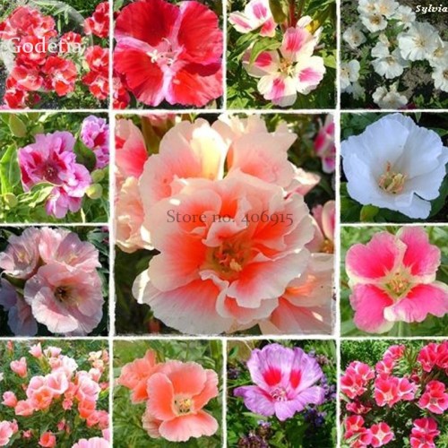 Mixed Godetia Monarch Clarkia Amoena Flowers, 50 Seeds, Garden Bonsai Godetia Grandiflora E3734