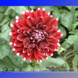 Heirloom Rare Different Types of Dahlia Flower Hybrid Seeds, Professional Pack, 50 Seeds / Pack, 100% True Varieties E3238