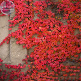 BELLFARM Heirloom Imported Red Ivy Climbing Plant Seeds, Professional Pack, 10 Seeds / Pack E3431